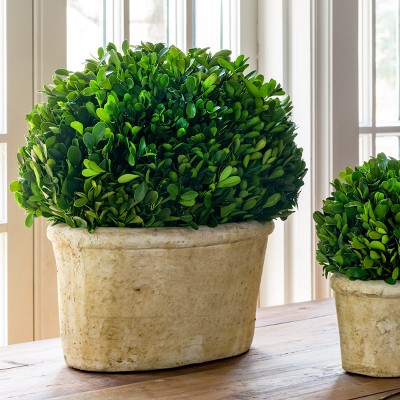 Park Hill Collection Potted Oval Preserved Boxwood Large