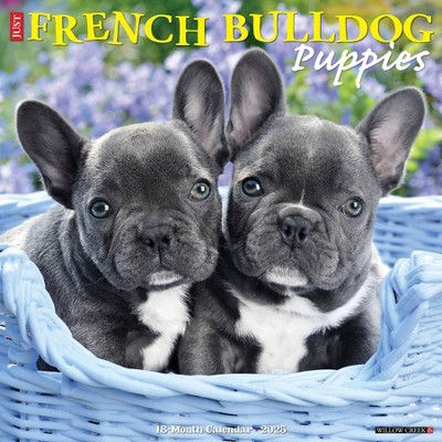 Willow Creek Press French Bulldog Puppies 2025 Wall Calendar: Monthly, 12x12 Inches, Paper, Blue, All Ages