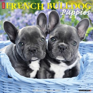 Willow Creek Press French Bulldog Puppies 2025 Wall Calendar: Monthly, 12x12 Inches, Paper, Blue, All Ages - 1 of 4