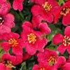rose red