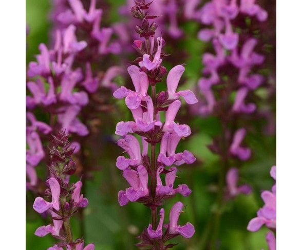 3pc Burpee Salvia Rose Marvel - Cottage Hill