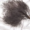 Alilang Decorative Dried Ming Fern Stems for Elegant Home Decoration and Creative Floral Arrangements, 19.5 Inches - 2 of 3