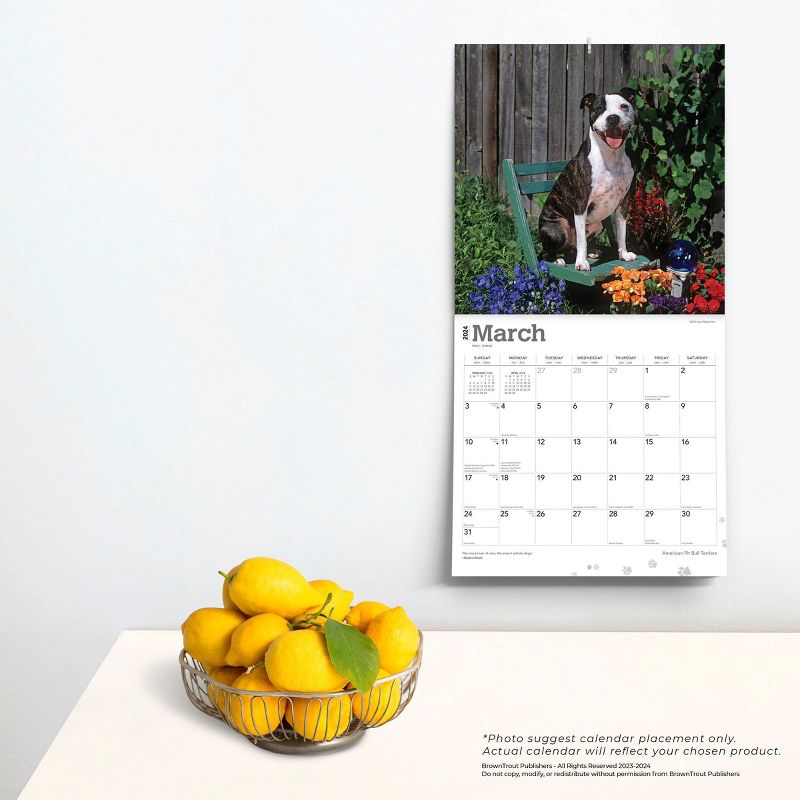 Browntrout 2024 Wall Calendar 12&#34;x12&#34; American Pit Bull Terriers, 4 of 5