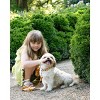 Country Brook Petz Premium Autumn Wind Dog Collar - 2 of 4