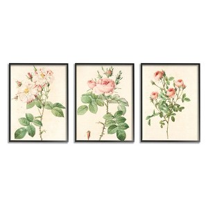 Stupell Industries Vintage Pink Rose Illustrations with Floral Stem Detail - 1 of 3
