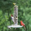 Cole's Terrific Tube Tubular Wild Bird Feeder with Natural Grip Perch, Clear Polycarbonate, Gold, 4 Ports - 2 of 3