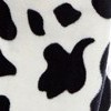 cow black