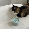 Dexypaws: Flower Elevated Slow Feeder - Sage Green - Silicone Cat Dish - 4 of 4