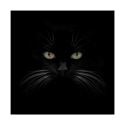 Black Cat Centered Framed Canvas Print 35" x 35"