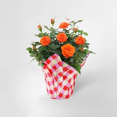 4" Mini Roses Orange - Good Little Garden™