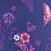 evening blue butterfly