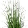 Green Lemongrass Potted - 2 of 4