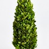 Plum & Post Boxwood Cone Topiary Drop-In 16" - 2 of 4