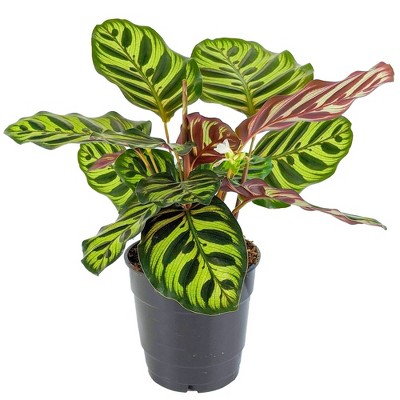 3pk Calathea Makoyana Plant - National Plant Network