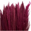35 In. x 2 In. Dried Plant Pampas Natural Foliage with Long Stems Pink - Olivia & May - 3 of 4
