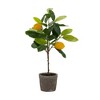 Melrose Potted Lemon Tree (Set of 2) - 2 of 3
