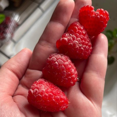 Organic Raspberries - 6oz : Target
