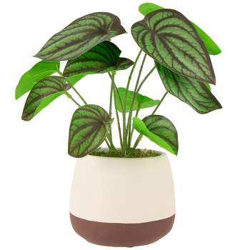 Northlight 10.25" Artificial Peperomia Plant in Two-Tone Ceramic Pot