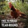 Vital Farms Pasture Raised Organic Large Eggs - 18ct - 3 of 3