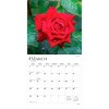 BrownTrout Roses 2026 12"x24" Hanging Square Wall Calendar Plastic-Free - 3 of 4