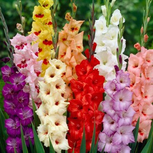 Van Zyverden 5ct Gladiolus Large Flowering Rainbow Mixed Bulbs - 1 of 4