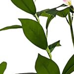 150cm weeping jasmine tree with white explosion-proof pot