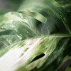 Sullivans Artificial 28" Variegated Leaf Wreath, Green - 2 of 4