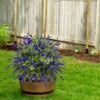 EcoSummer Artificial Lavender Plant with Stake, Faux Purple Flower Bush for Indoor & Outdoor Decor, Patio & Garden. - 3 of 4