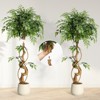 Whizmax 4/5/6ft Ficus Artificial Trees, Lifelike Faux Tree, Green Lush Fake Ficus Tree Artificial Plants for Living Room Indoor Outdoor Modern Decor - 4 of 4