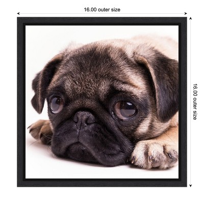 Sad Sack Pug Framed Canvas Print in Black Frame
