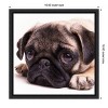 Amanti Art Sad Sack Pug by Edward M Fielding Canvas Wall Art Print Framed 16 x 16-in. - 4 of 4