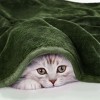 PiccoCasa Solid Print Microfiber Lightweight Flannel Fleece Soft Bed Blanket - 4 of 4
