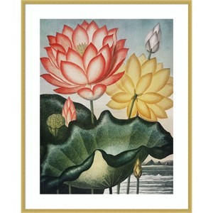Amanti Art Temple of Flora V by Dr. robert j. Thornton Wood Framed Wall Art Print - 1 of 4
