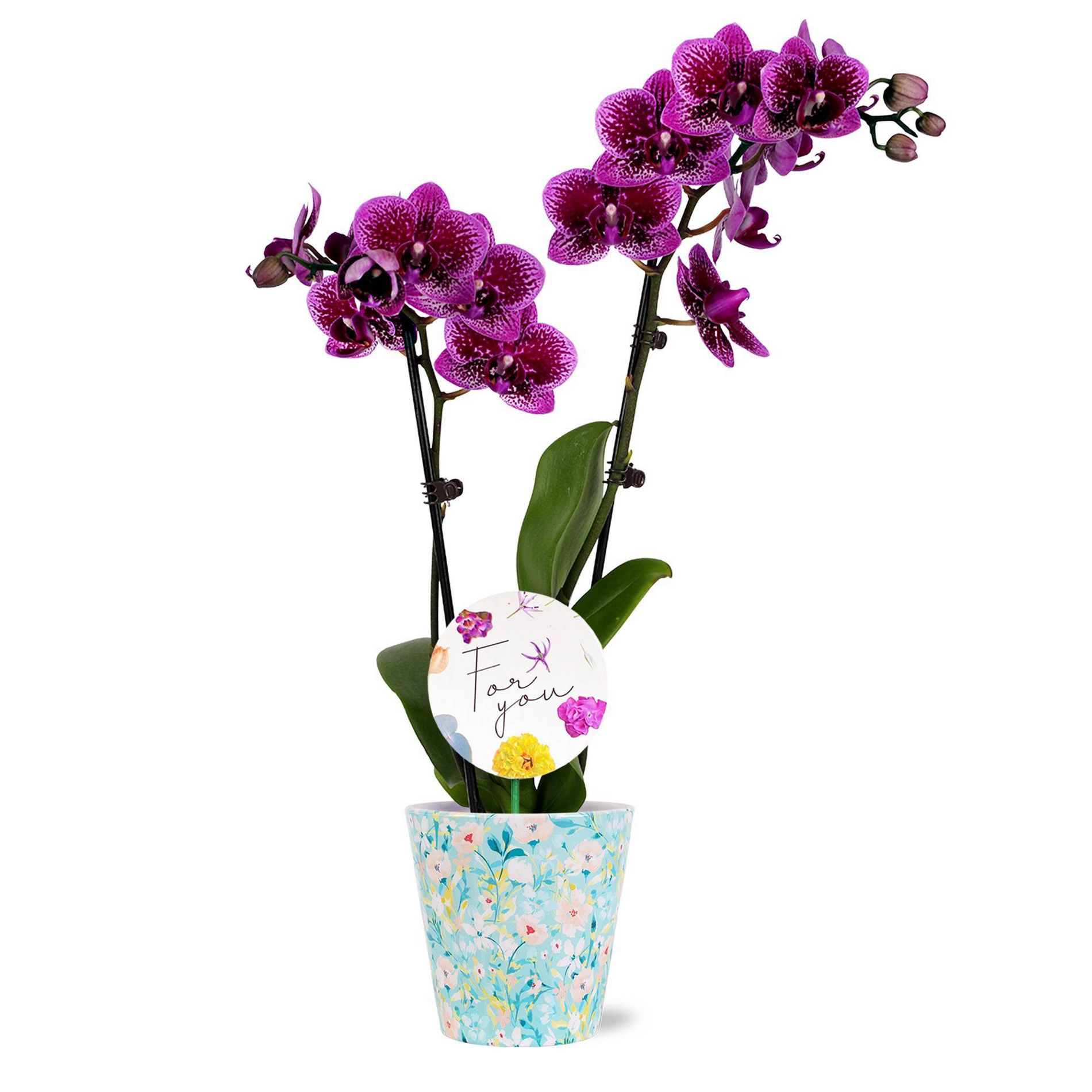 Green Circle Growers 3" Purple Live Orchid For You Edition