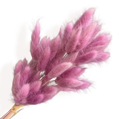 Alilang Dried Bunny Tail Grass Stems for Modern Home Decoration and Floral Arrangements, 23.5 Inches