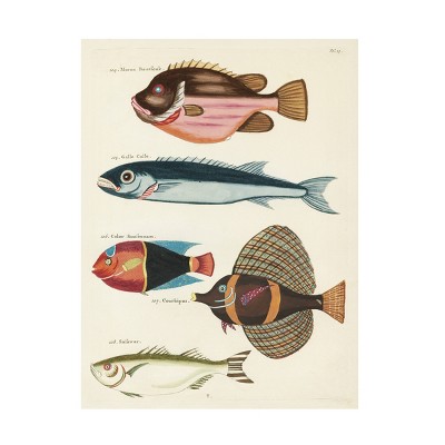 Trademark Fine Art - Louis Renard Renard Tropical Fish Iv Canvas Art ...