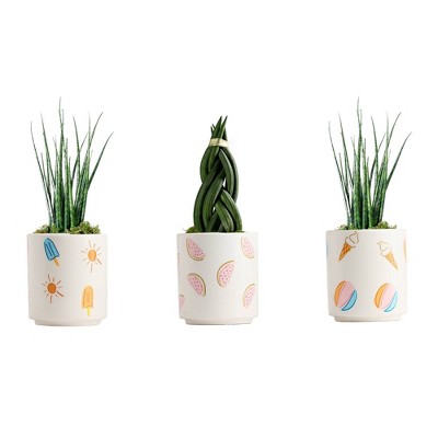 Endless Summer - Good Little Garden™