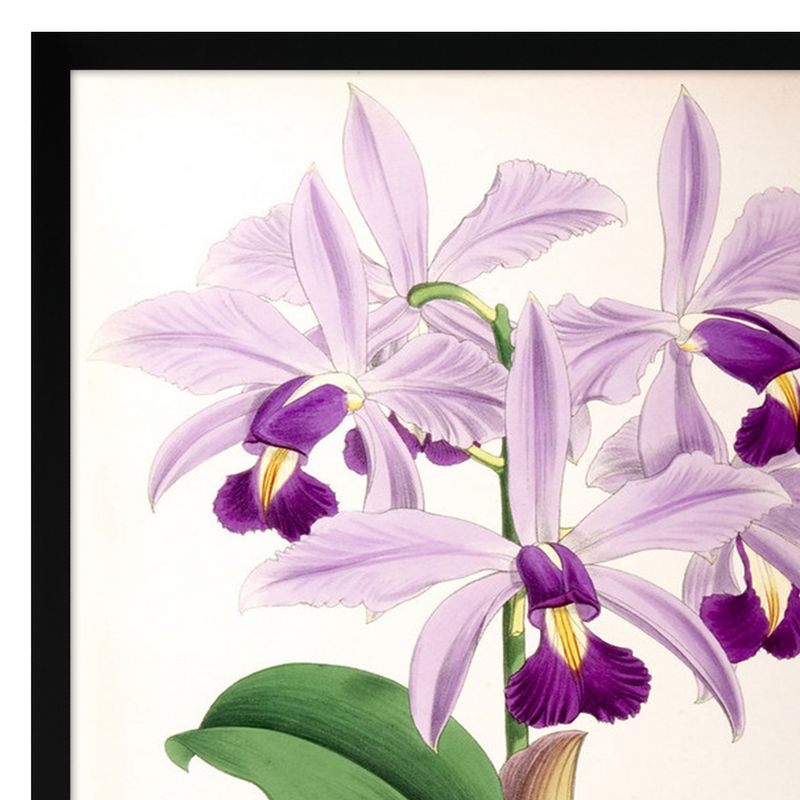 Americanflat 2 Piece 16x20 Wrapped Canvas Set - Fitch Orchid 
by New York Botanical Garden - botanical  Wall Art, 5 of 7
