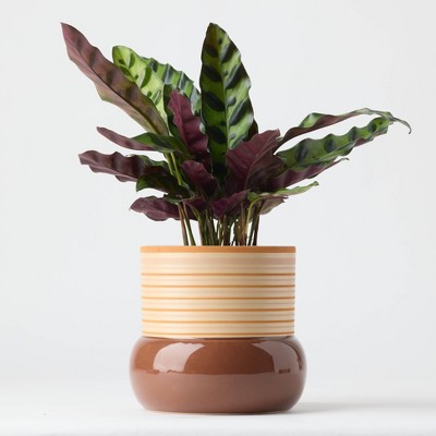 Threshold Brown Live Houseplant - Good Little Garden™