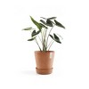 Ecopots Recycled Plastic Round Flower Pot Planter Saucer with Wheels, Terracotta Color, 13.5" - 3 of 4