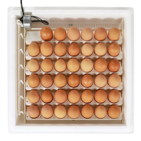 Discover This Egg Washer Machine That Cleans A Dozen Eggs A Minute.  Backyard Egg Farmers Can Save Valuable Time with this Egg Clea…