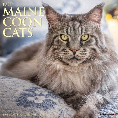 2022 Wall Calendar Just Maine Coon Cats - Willow Creek Press