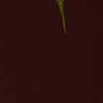 performance cream eco-weave