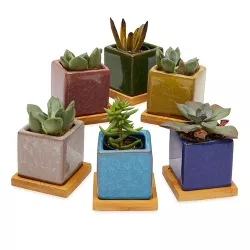 Okuna Outpost Set of 6 Mini Ceramic Planter Pots 2.5" with Drainage Hole & Tray for Indoor & Outdoor Succulents Plants