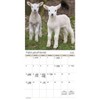Trends International 2026 Animal Babies Bilingual French 12"x12" Wall Calendar - 3 of 4