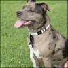 Country Brook Petz American Made Deluxe Nylon Dog Collar - 4 of 4