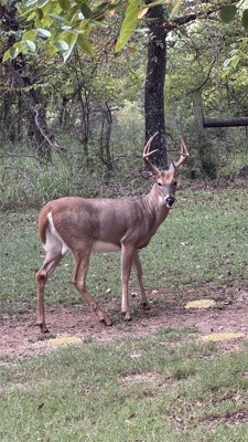 Guest review image 4 of 5, zoom in