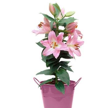 Van Zyverden 18" Patio Lily Souvenir with Pink Metal Planter, Soil, and Growers Pot Lily