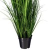 Green Lemongrass Potted - 3 of 4