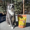 Pet Popcorn: Freeze-Dried Raw Treats - Tilapia - 2.5oz Bag, Dog & Cat Snacks - 4 of 4
